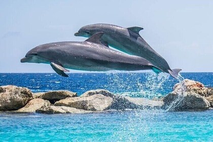Destin Family Friendly Dolphin Watching Adventure