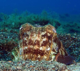 Puerto del Carmen : Essayez la plongée sous-marine avec 1 plongée