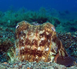 Puerto del Carmen : Essayez la plongée sous-marine avec 1 plongée