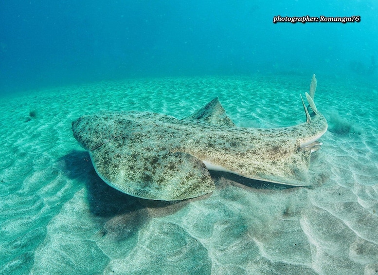 Picture 4 for Activity Puerto del Carmen: Try Scuba Diving with 1 Dive