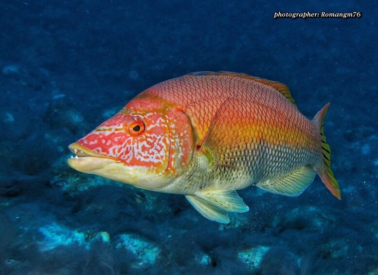 Picture 2 for Activity Puerto del Carmen: Try Scuba Diving with 1 Dive