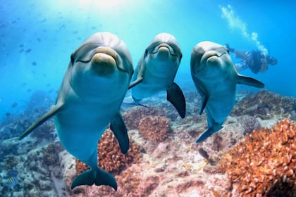 Hurghada: Delfinsafari i båt med snorkling og lunsj