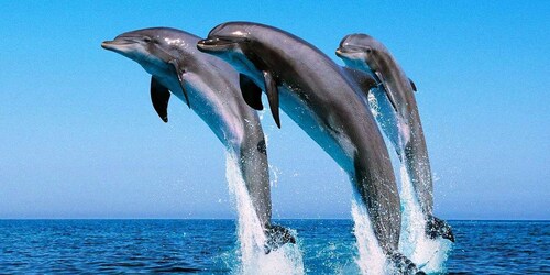 Hurghada: Excursión en barco para avistar delfines con snorkel y almuerzo