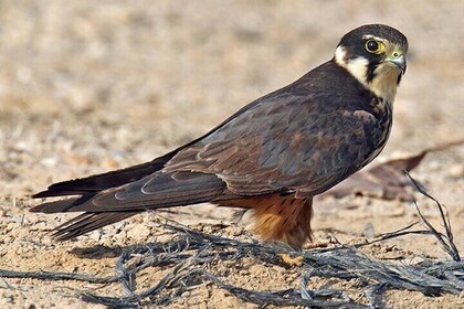 1 Day Kgaswane Mountain Reserve Birding Shared Tour