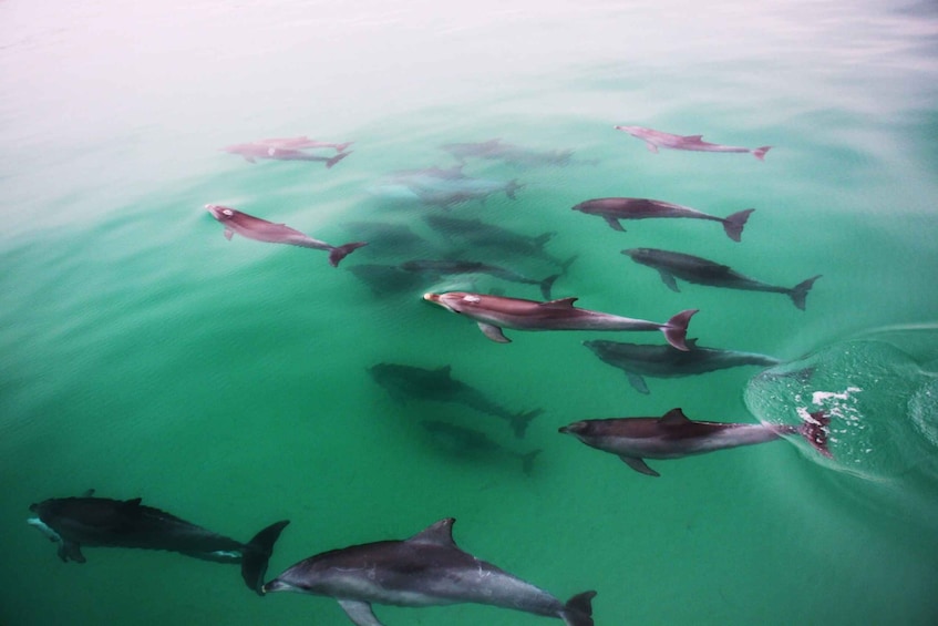 Picture 3 for Activity Adelaide: 3.5-Hour Guaranteed Wild Dolphin Watching Cruise