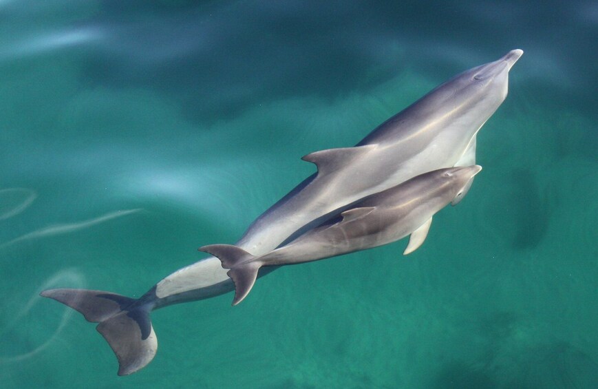 Adelaide: 3.5-Hour Guaranteed Wild Dolphin Watching Cruise