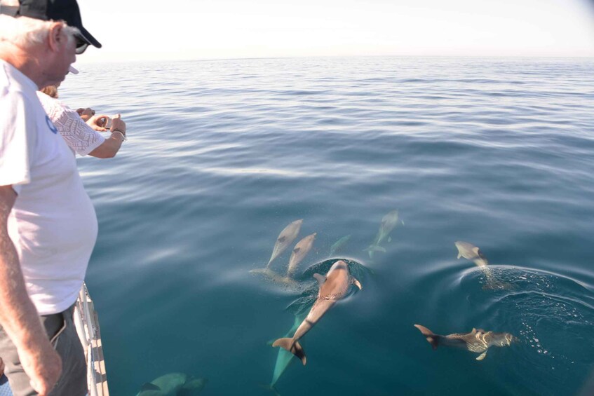 Picture 2 for Activity Adelaide: 3.5-Hour Guaranteed Wild Dolphin Watching Cruise