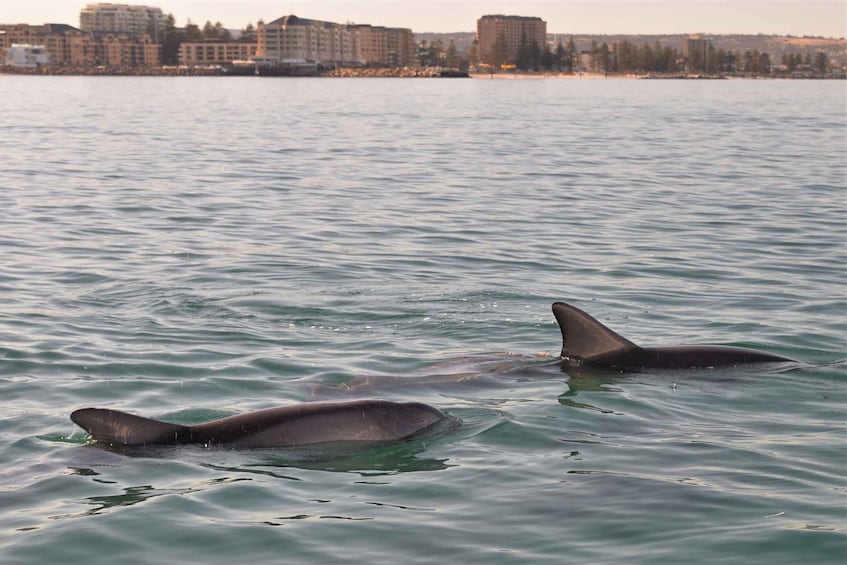 Picture 9 for Activity Adelaide: 3.5-Hour Guaranteed Wild Dolphin Watching Cruise