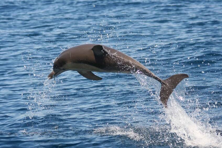 Picture 7 for Activity Adelaide: 3.5-Hour Guaranteed Wild Dolphin Watching Cruise