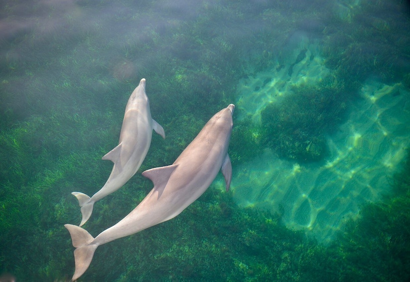 Picture 4 for Activity Adelaide: 3.5-Hour Guaranteed Wild Dolphin Watching Cruise