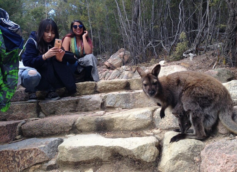 Picture 5 for Activity From Launceston: Full-Day Wineglass Bay Explorer Active Tour