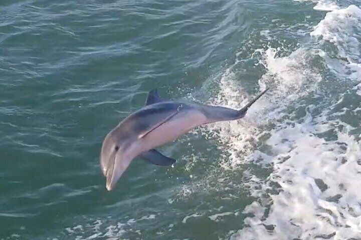 Dolphin Jumping in the Waves