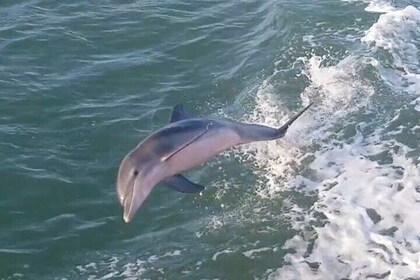1 Hour Dolphin Dash