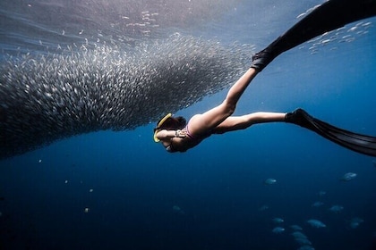 Discover Freediving One Amazing Day