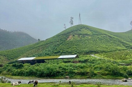 Kochi to Munnar Full Day Tour Eravikulam Tea Estate and Lunch