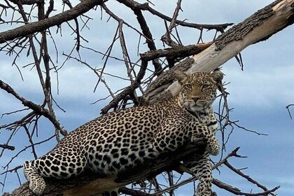 14 Day the Ultimate Mountain Climbing and Wilderness Safari