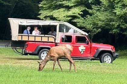 3 - 3.5 HR Smoky Mtn. Cherokee Eco Elk Safari Jeep Adventure