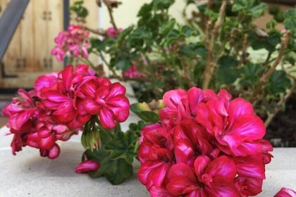 Discover Hidden Stairways & Canyon Paths: Urban Adventure