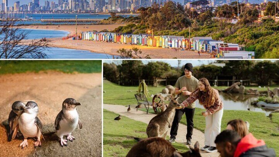 Melbourne: Penguin Parade , Koala & Brighton Bathing Boxes
