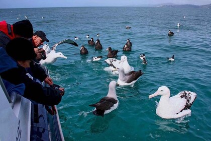Kaikoura: 2.5-hour Albatross Encounter and Wildlife Cruise