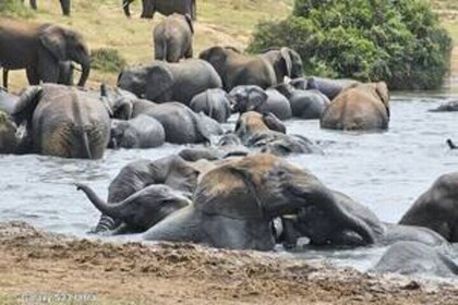 Addo Elephant National Park Private Safari Tour