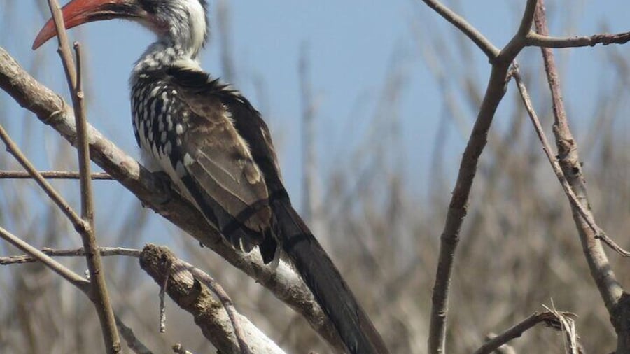 16 Day Birding Tour in Senegal: Explore Sahelian Avifauna