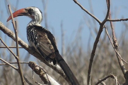 16 Day Birding Tour in Senegal: Explore Sahelian Avifauna