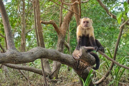 Jungle Boat Safari in Palo Verde National Park