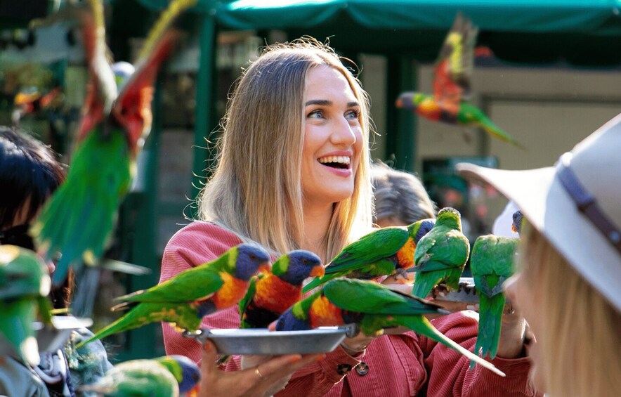 Picture 5 for Activity Currumbin Wildlife Sanctuary: Entry & TreeTops Challenge