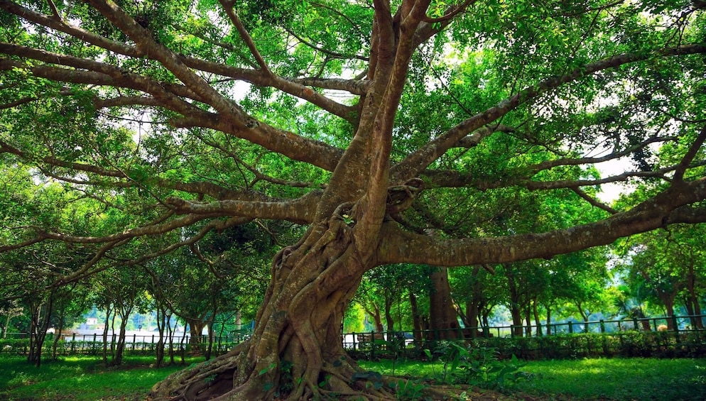 2-days Hoa Lu - Tam Coc - Cuc Phuong National Park Tour