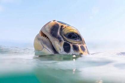 NEW! Small group catamaran Snorkel & sail in Carlisle bay