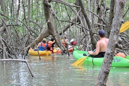 Damas Island Mangrove Kayak Adventure