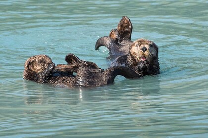 スワード発：半日復活湾野生動物クルーズツアー