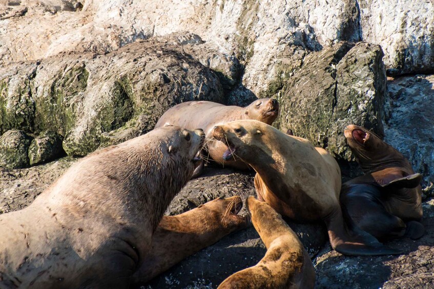 Picture 2 for Activity From Seward: Half-Day Resurrection Bay Wildlife Cruise Tour