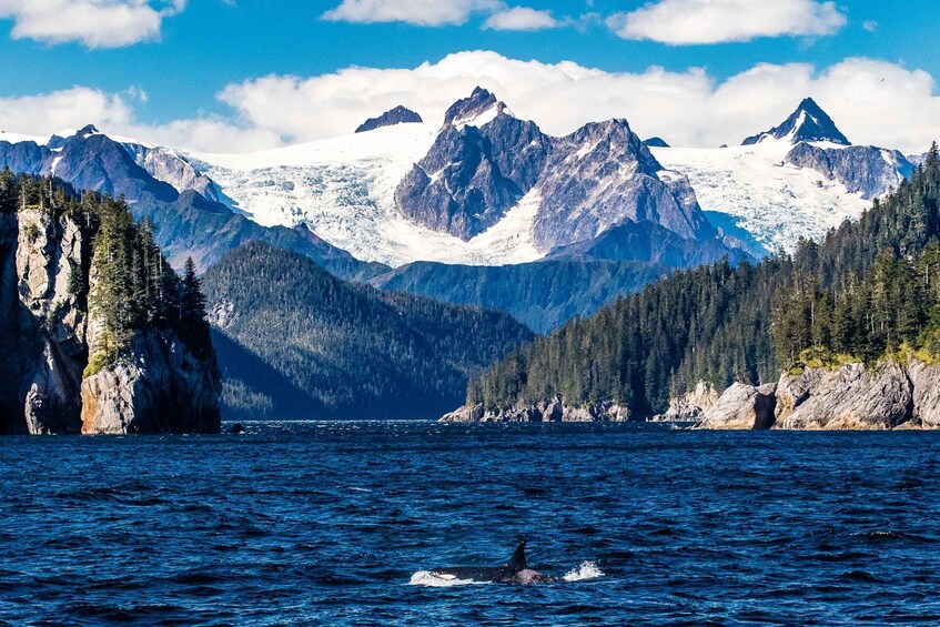 Picture 9 for Activity From Seward: Half-Day Resurrection Bay Wildlife Cruise Tour