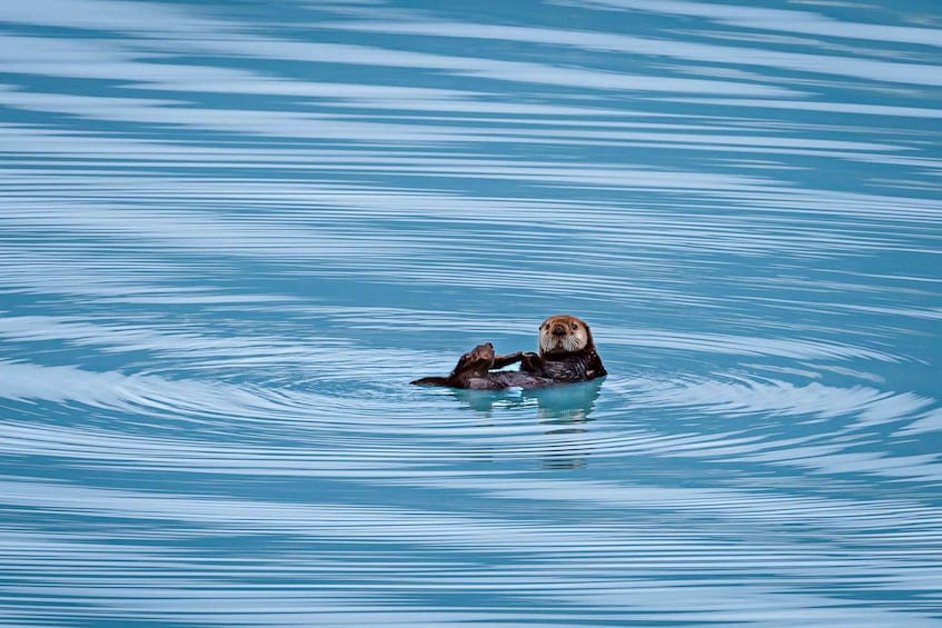 Picture 6 for Activity From Seward: Half-Day Resurrection Bay Wildlife Cruise Tour