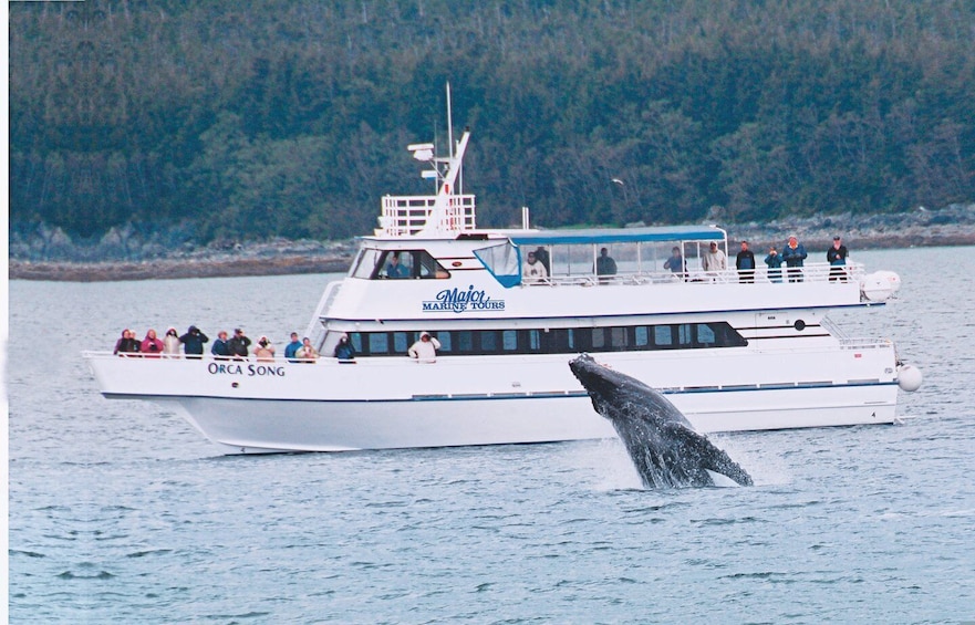 Picture 1 for Activity From Seward: Half-Day Resurrection Bay Wildlife Cruise Tour