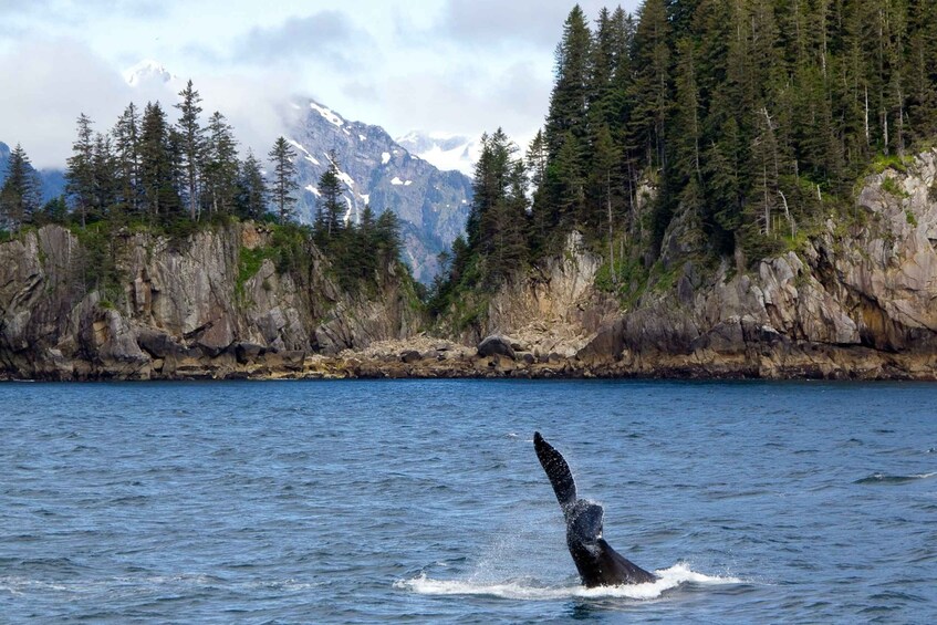 Picture 8 for Activity From Seward: Half-Day Resurrection Bay Wildlife Cruise Tour