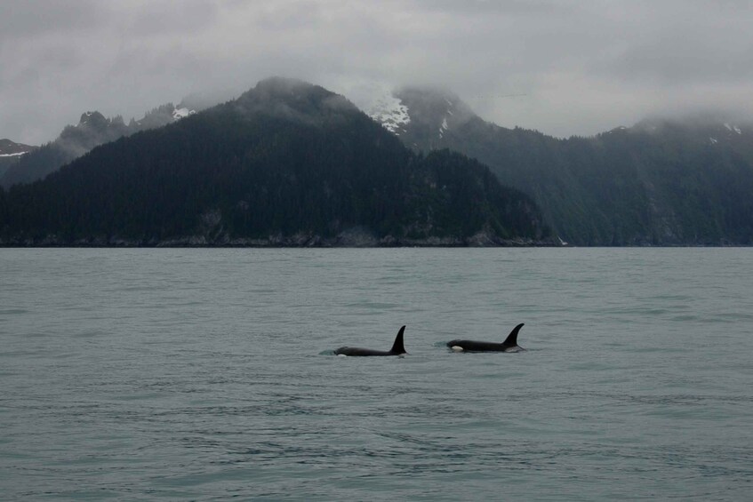 Picture 4 for Activity From Seward: Half-Day Resurrection Bay Wildlife Cruise Tour