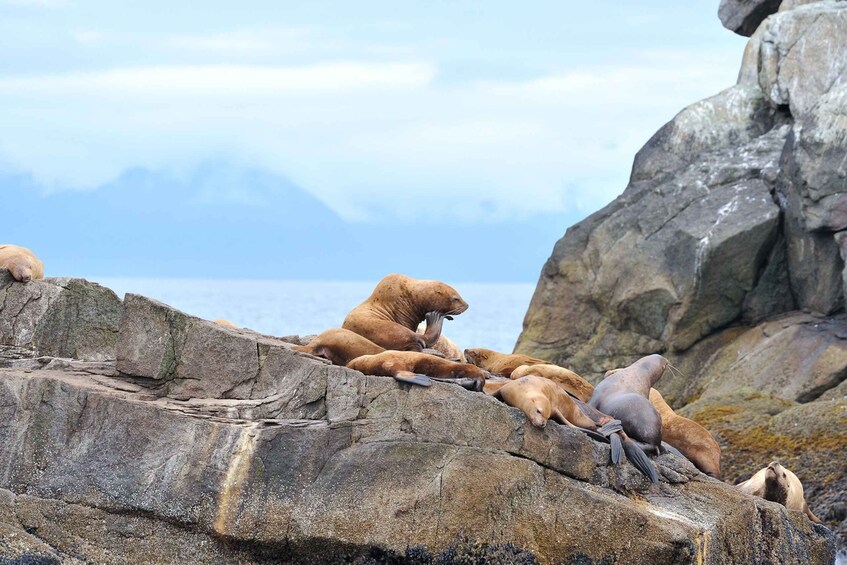 Picture 5 for Activity From Seward: Half-Day Resurrection Bay Wildlife Cruise Tour