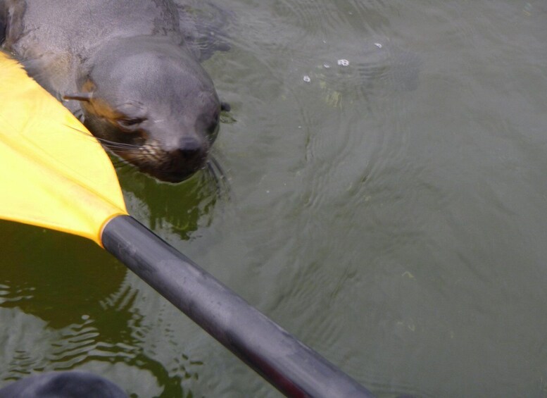 Picture 9 for Activity Walvis Bay: Pelican Point Kayaking Tour