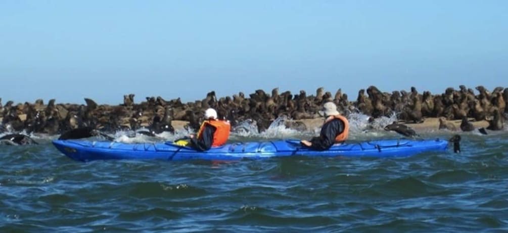 Picture 1 for Activity Walvis Bay: Pelican Point Kayaking Tour