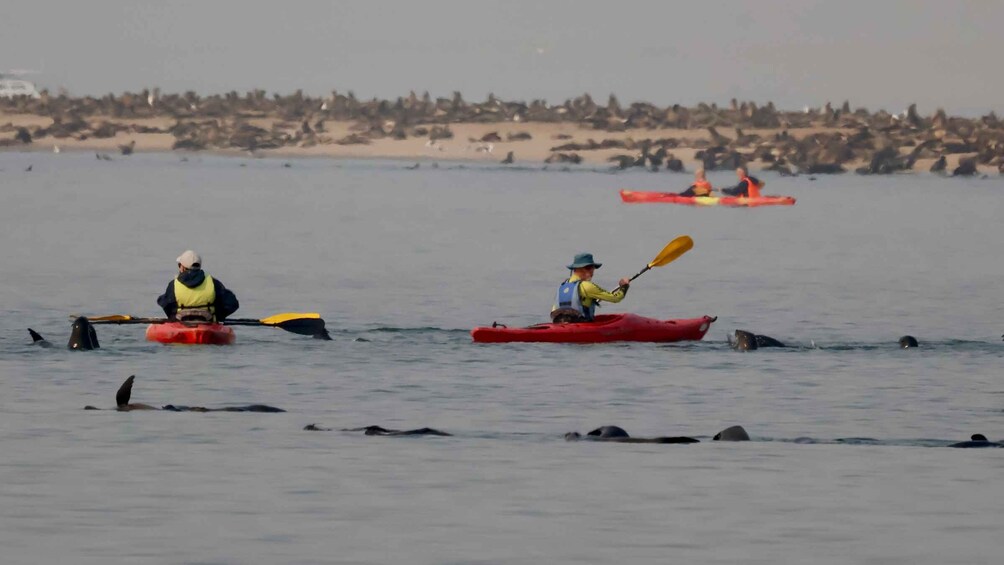 Picture 8 for Activity Walvis Bay: Pelican Point Kayaking Tour