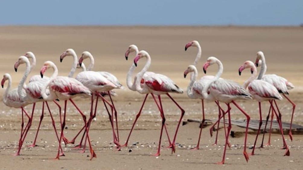 Picture 4 for Activity Walvis Bay: Pelican Point Kayaking Tour