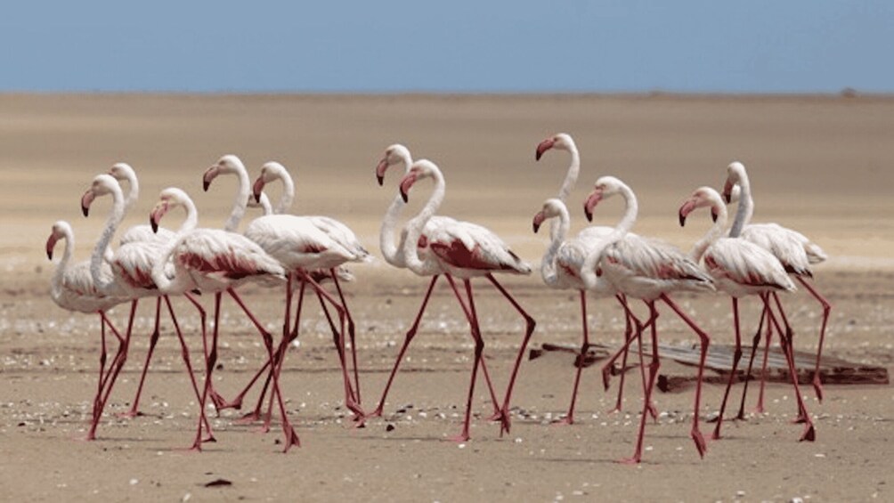 Picture 4 for Activity Walvis Bay: Pelican Point Kayaking Tour