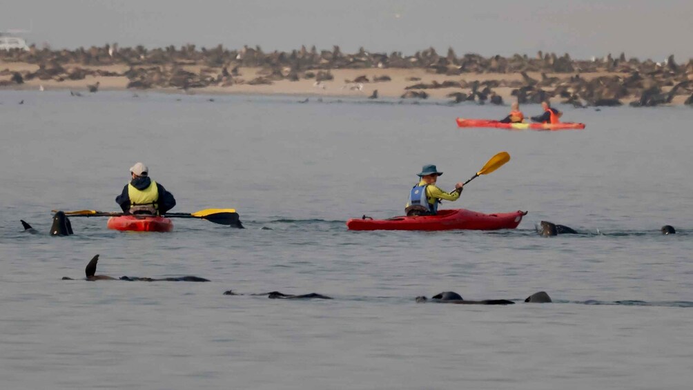 Picture 8 for Activity Walvis Bay: Pelican Point Kayaking Tour