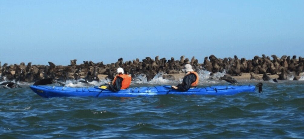 Picture 1 for Activity Walvis Bay: Pelican Point Kayaking Tour