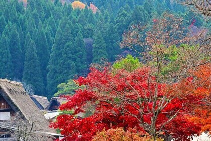 Enjoyable One day Bus Tour From Nagoya
