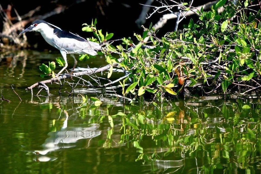 Picture 2 for Activity Baby Turtle Release, Tres Palos Lagoon & Crocodile Farm