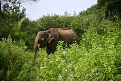 Udawalawe National Park Wildlife Safari Tours